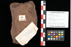 Foto (Objekt + Etikett) von Phyllerium lignitum Ettingshausen (NHMW-GEO-2024-0188-0012)